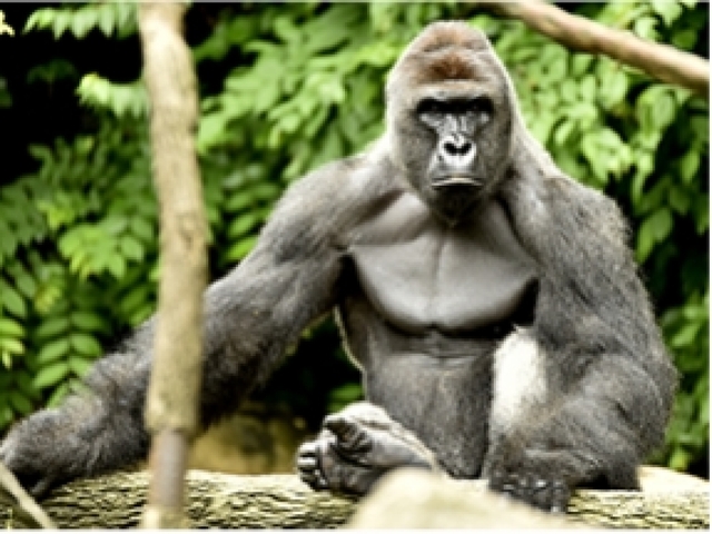Death of gorilla is Cincinnati Zoo's fault