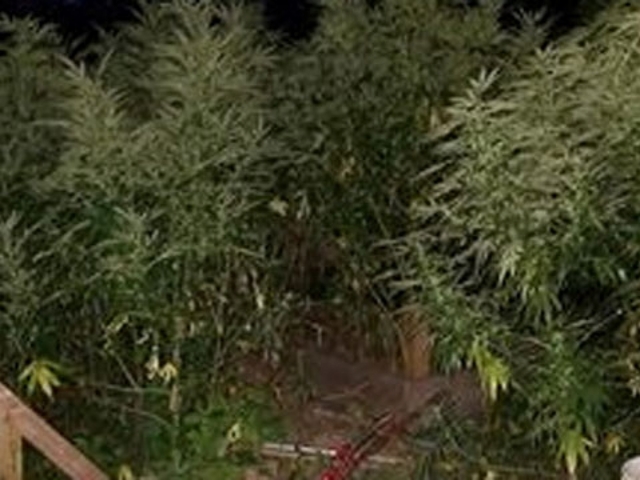 600 marijuana plants were located at daycare in West Haven